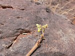 Jatropha pelargonifolia PV2513 Marsabit SZ GPS178 Kenya 2012_PV1083.jpg